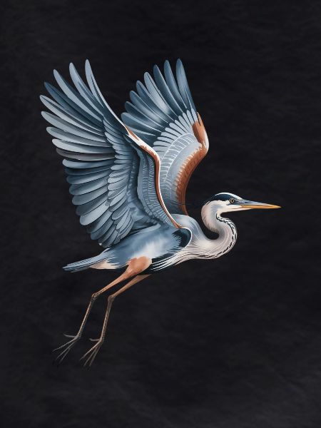 Elegant heron with outstretched wings