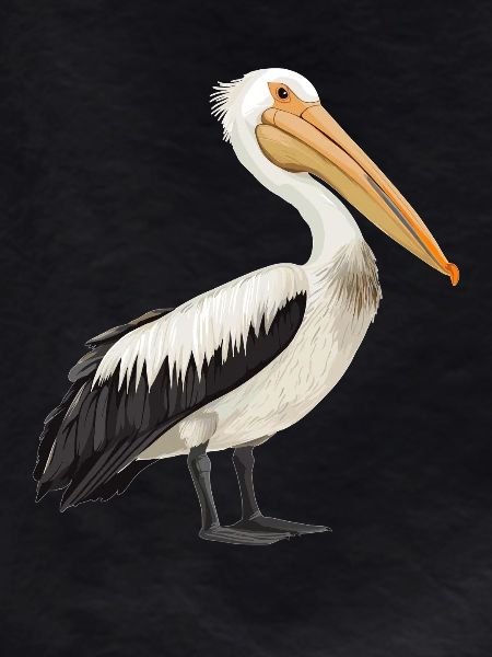 Pelicans Pelican