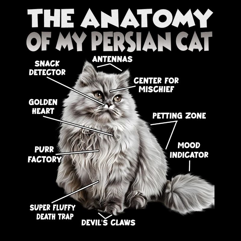 Cat T perse | Chat perse Chats Persans Chats persans