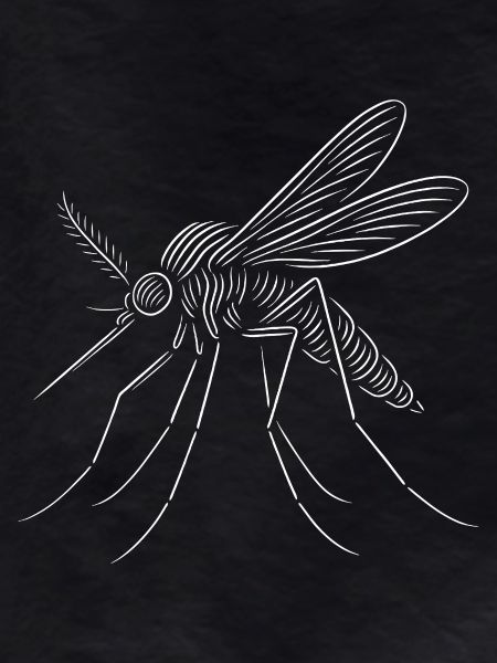 Line Mosquito Sketch Art