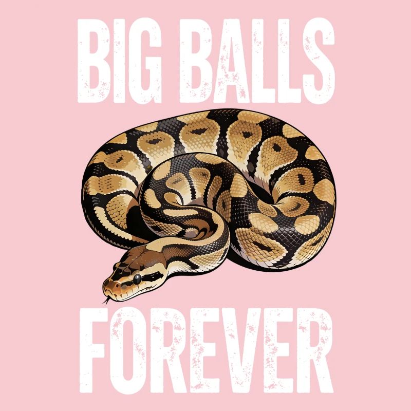 Königspython Schlangen Liebhaber Terrarium Python