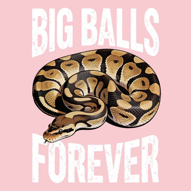 Königspython Schlangen Liebhaber Terrarium Python