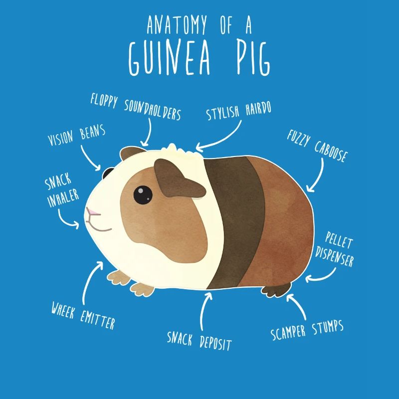 Anatomie des cochons d’Inde
