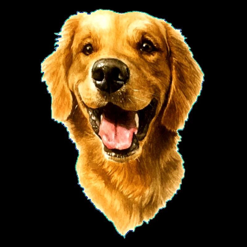 Golden Retriver
