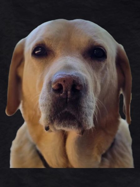 BELLA