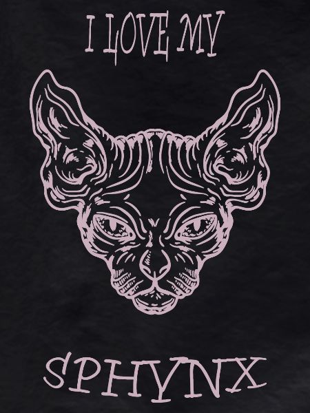 Naked cat Sphynx cat