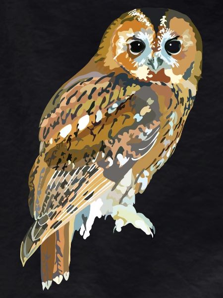 Tawny owl