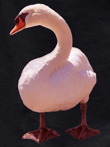 Swan