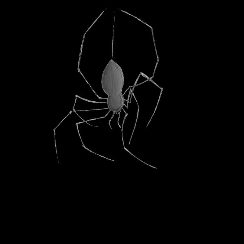 Spinne