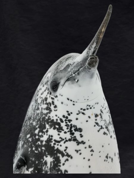 Narval
