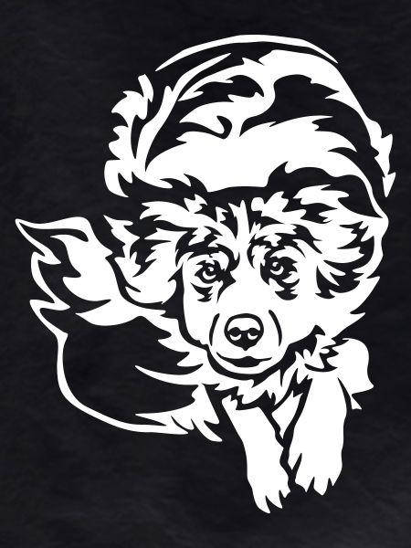 Australian Shepherd "Black Edition"