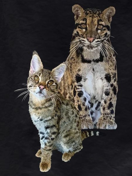Clouded leopard and cat