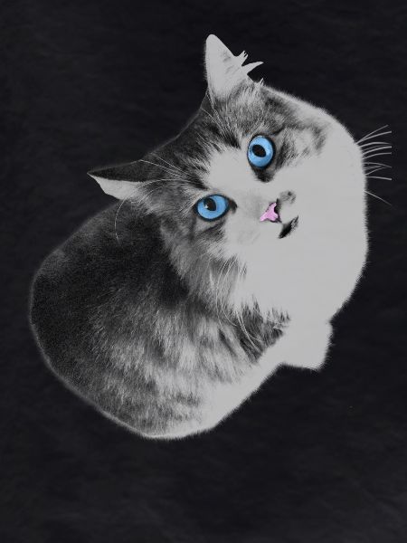 Maya the cat