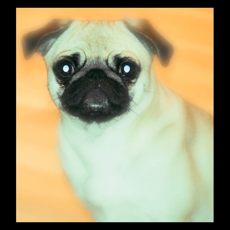 Cute pug with expressive view