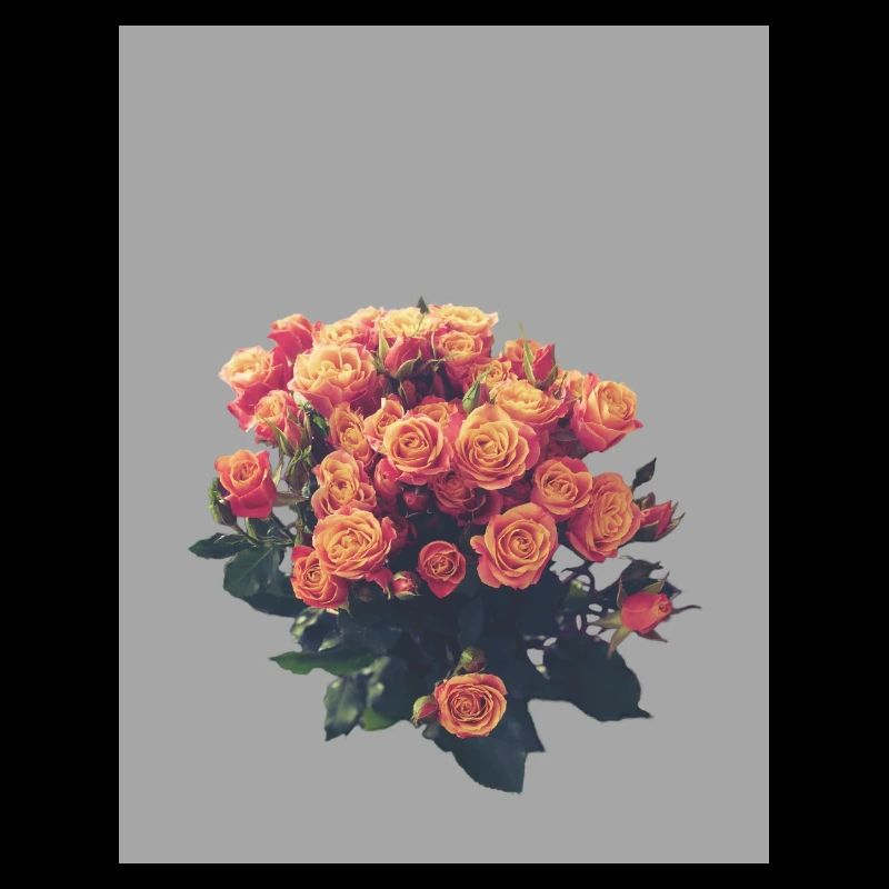 Radiant rose splendour in orange