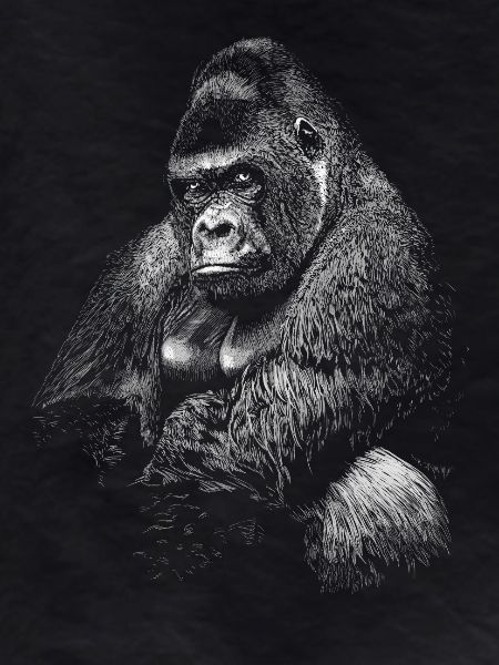 Gorilla