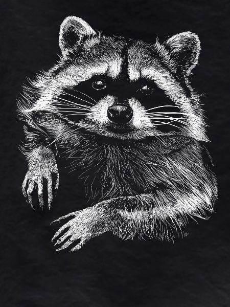 racoon