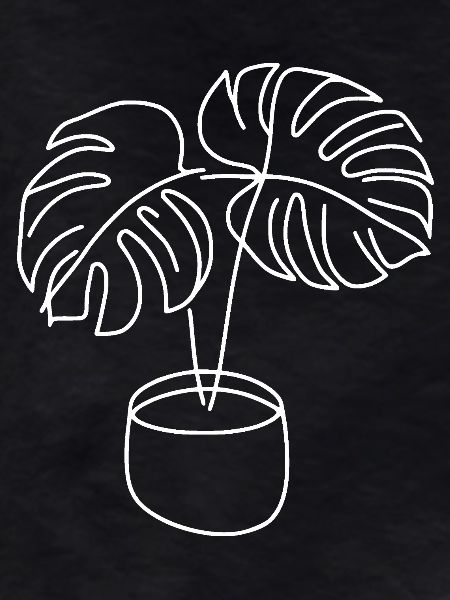 Monstera in pot white