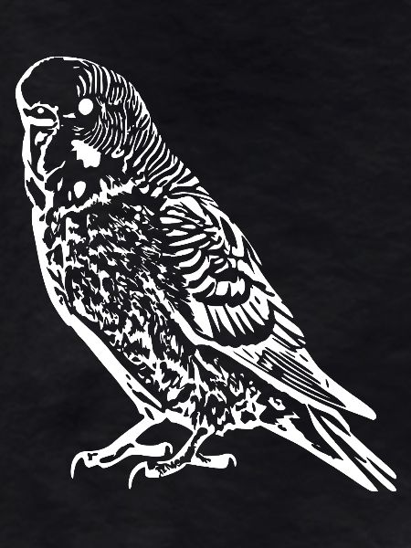 Budgie Bird white
