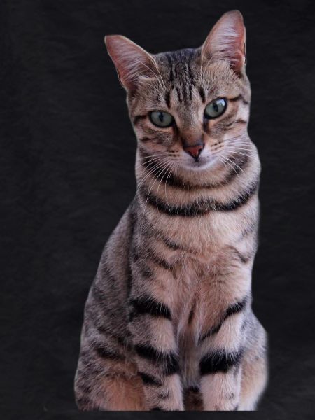 Cat Kitten