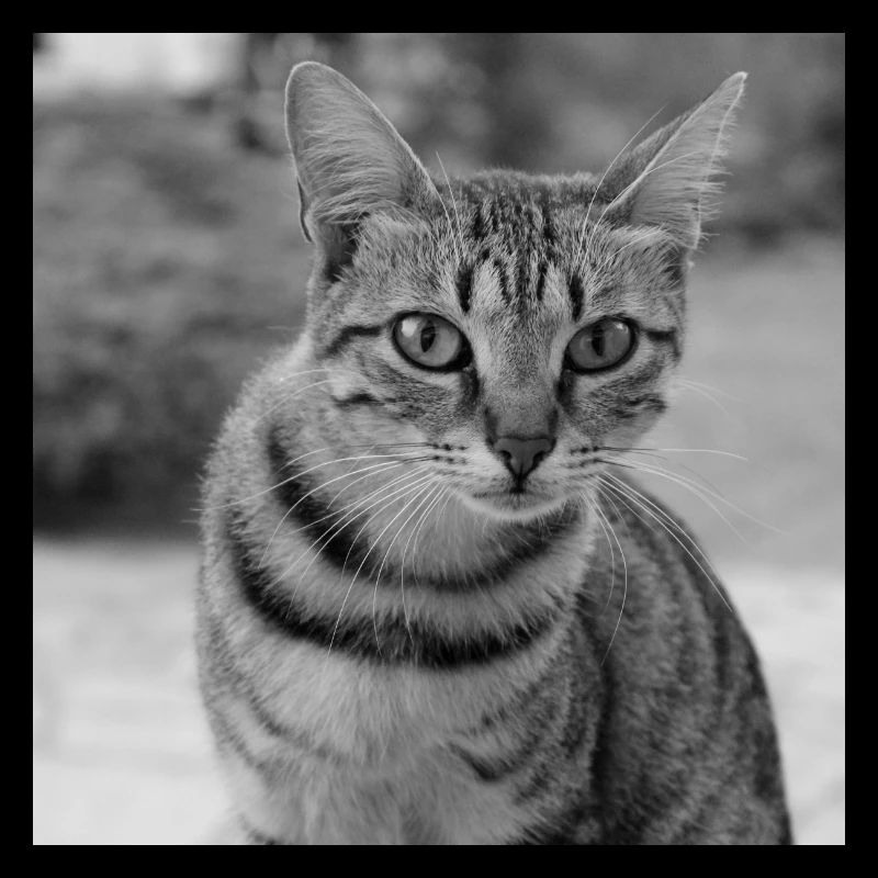 Portrait de fond de chat blanc-noir