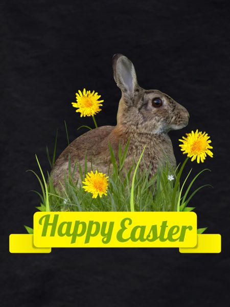Happy Easter rabbit cony