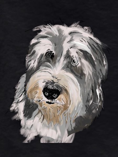 Bearded Collie