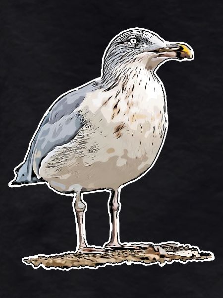 Gull