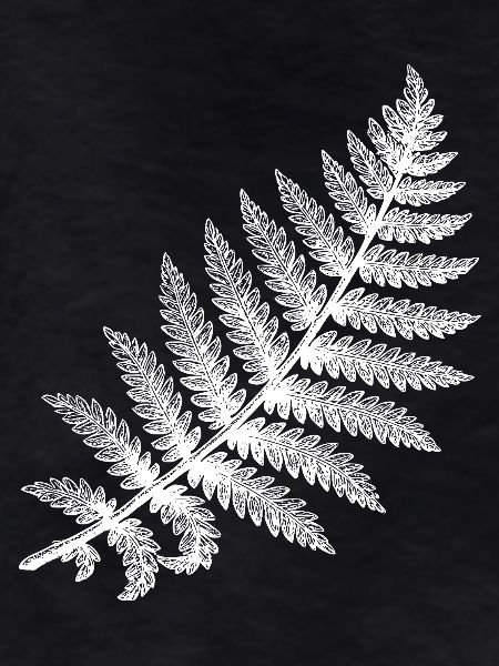 Fern leaf in white silhouette
