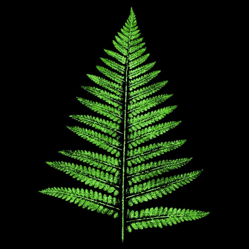 Leaf Fern - Botany Plants