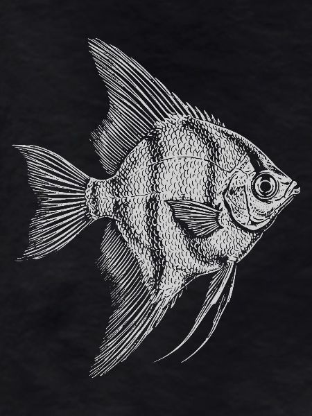 Angelfish Silhouette Sketch