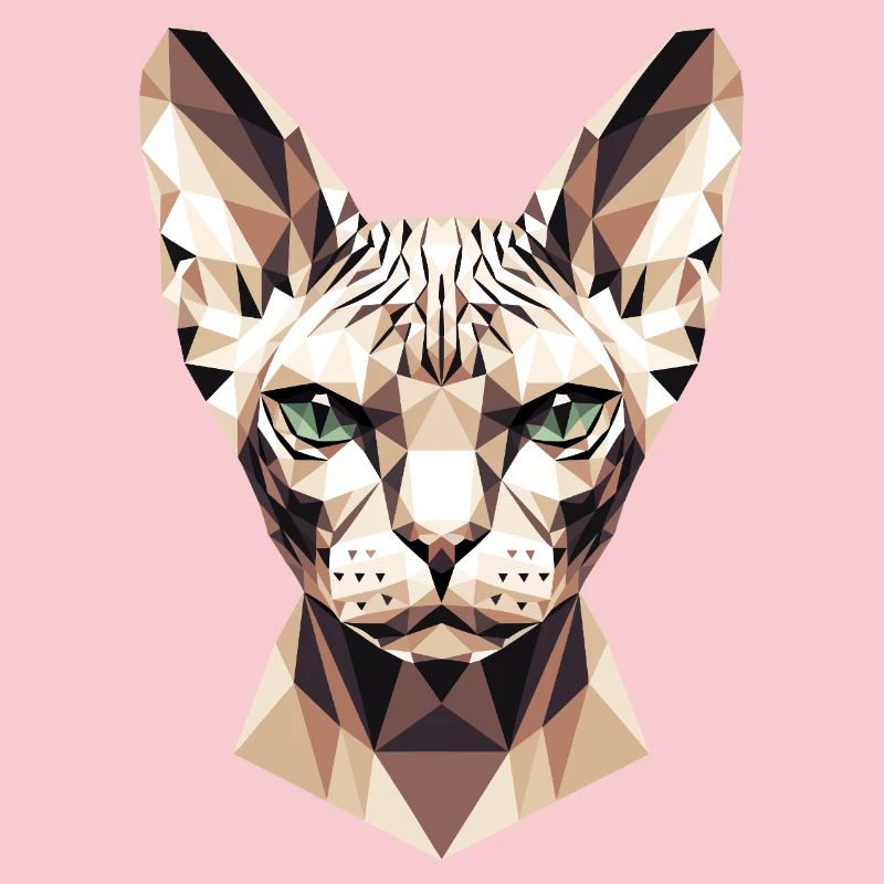 Sphynx Chat Sphynx Chat Chat Canadien Sphinx mignon