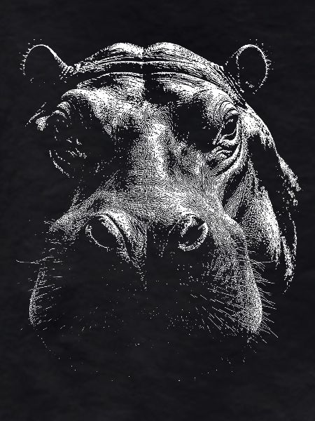 Hippopotame