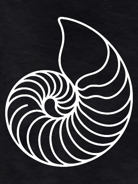 Nautilus Spirale Linienkunst