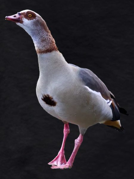 Goose goose geese