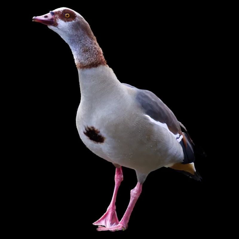 Gans Nilgans Gänse