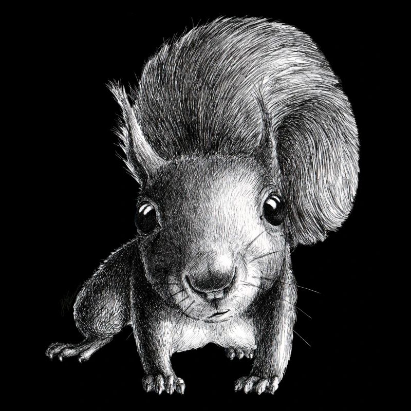 Squirrel
