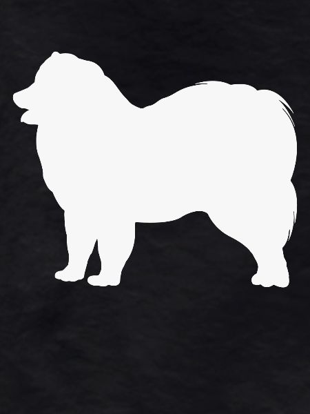 Samoyed