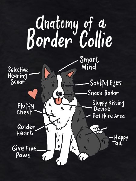 Border Collie