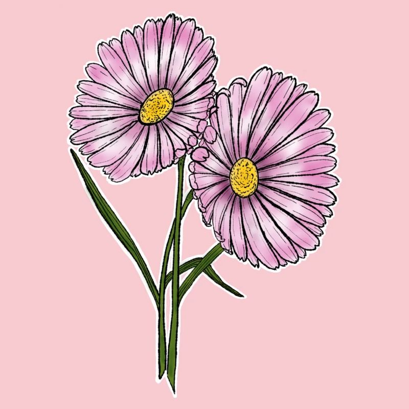 Gänseblümchen