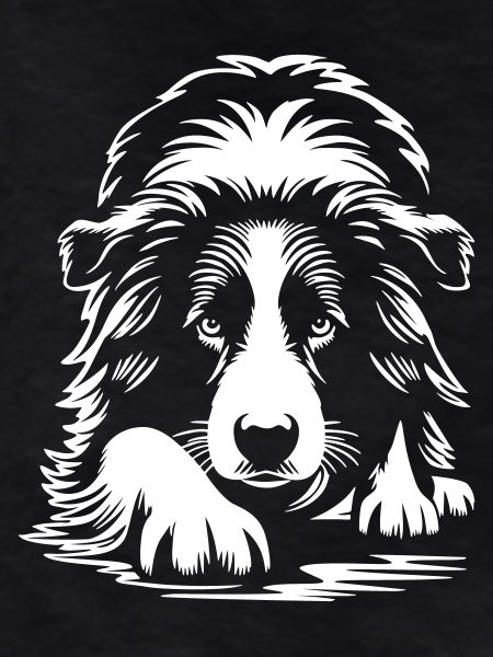 Border Collie "Black Edition"