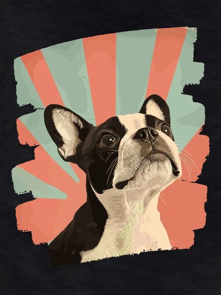 Boston Terrier