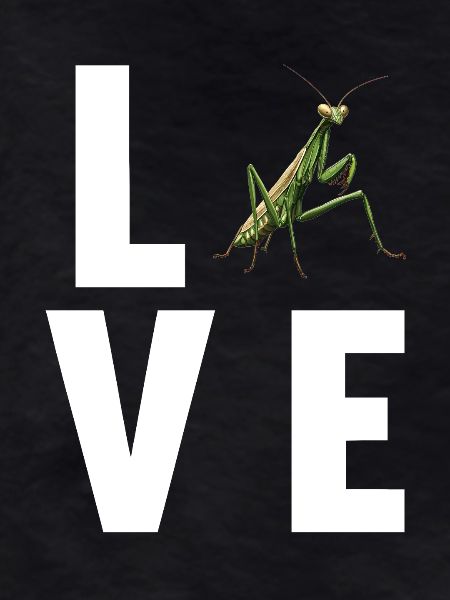 Praying mantises Praying mantis