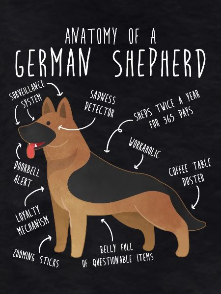 German Shepherd Dog Anatomy