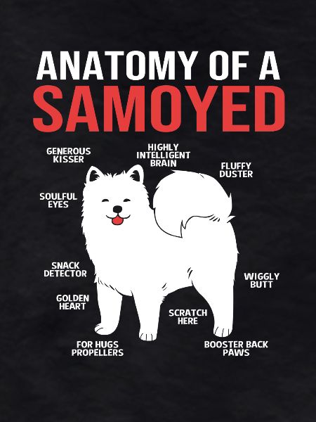 Samoyède Chien Samoyède
