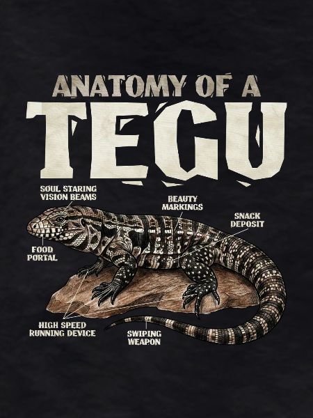 L’anatomie d’un tegus