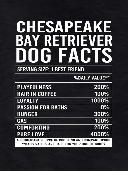 Chesapeake Bay Retriever