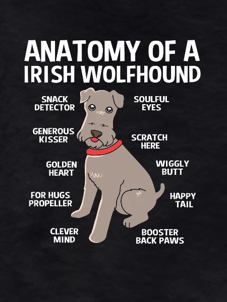 Irischer Wolfshund