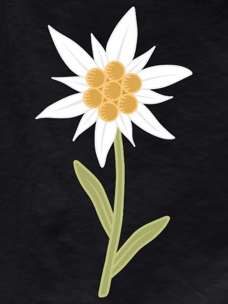 edelweiss flower