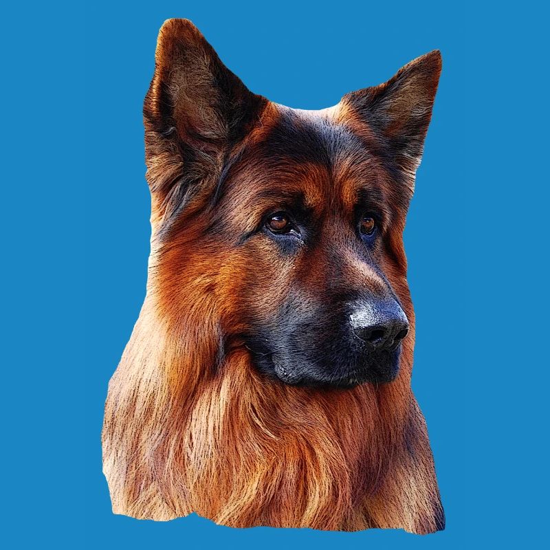 Old German Shepherd German Shepherd